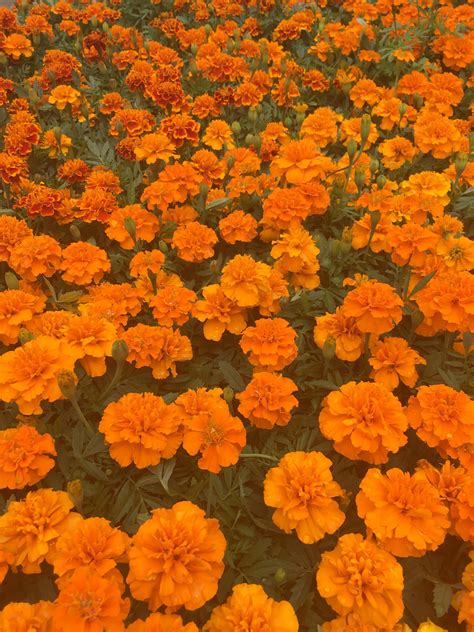 #color #orange #aesthetic #morealivewithcolor #flowers #carnations ...