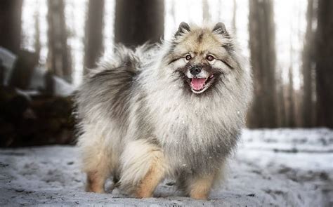 Keeshond Dog Temperament And Personality - Child Friendly and Playful