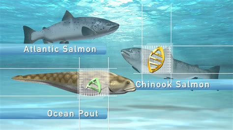 Genetically Modified Salmon | Closed Containment | RAS Aquaculture