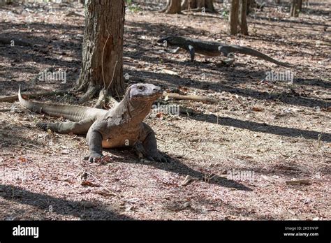 Indonesia, Komodo Island, Komodo National Park, Loh Liang. Two Komodo dragons (Varanus ...