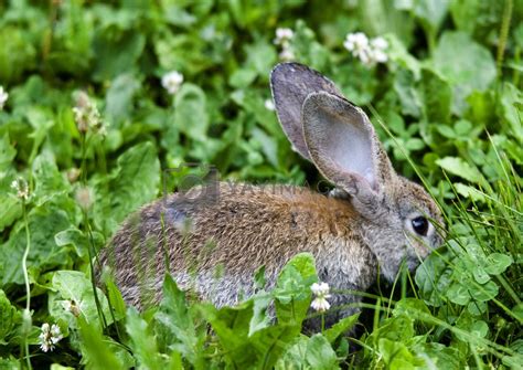 Royalty Free Image | Rabbit eating grass by shiffti