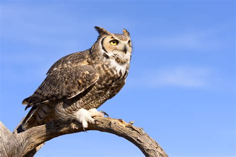 Minnesota Birds of Prey: Top 11 Feathered Predators with Pictures