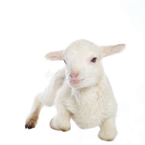 White baby lamb stock image. Image of domestic, white - 65100483