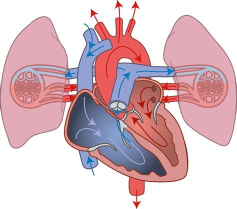 Systemic Circulation Heart