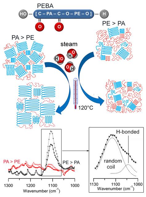 Effect of steam on the structural and morphological stability of renewable poly(ether-block-amide)s