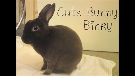 Cute bunny binky - YouTube