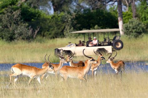 Discovering The Okavango Delta | Best Botswana Safari Experiences | Art Of Safari