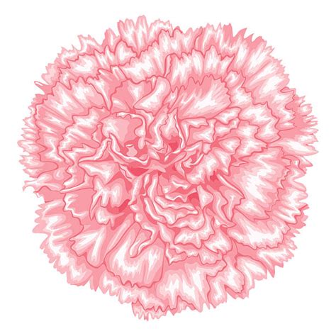 Royalty Free Carnation Clip Art, Vector Images & Illustrations - iStock