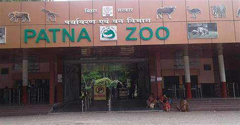 Bird flu: Patna zoo closed till further orders after six peacocks die of H5N1 virus