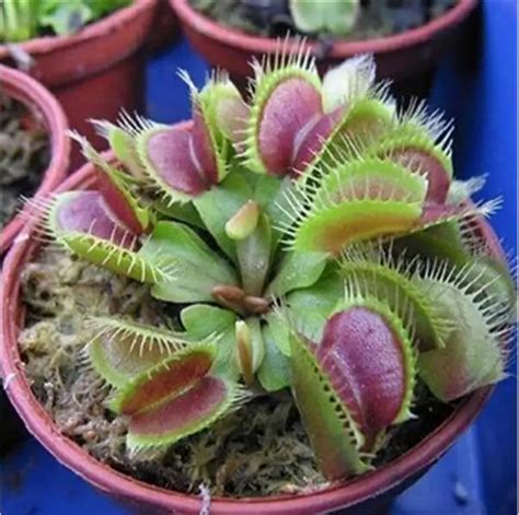 100PCS Potted Insectivorous Plant Seeds Dionaea Muscipula Giant Clip Venus Flytrap Seeds-in ...