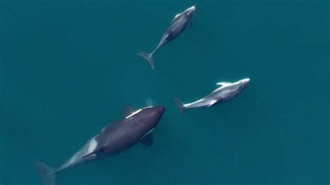 Killer whales eat dolphins. So why are these dolphins tempting fate? | CBC News