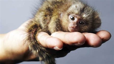 Pygmy Marmoset Pet - Care | Price | For Sale - Primates Park