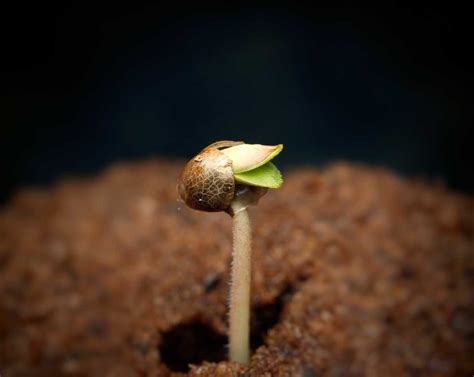 How do I germinate marijuana seeds? | Grow Weed Easy