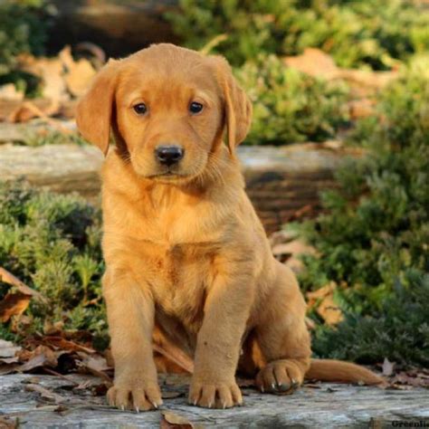 The Ultimate Guide To Golden Retriever Labrador Retriever Mix Puppies