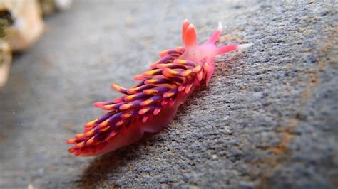 Rare rainbow sea slug that looks like a sci-fi creature was captured on video