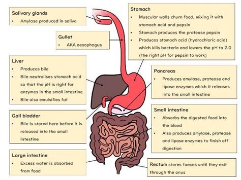 Digestive System Enzymes Chart Solved Fill In The Following Chart | My XXX Hot Girl