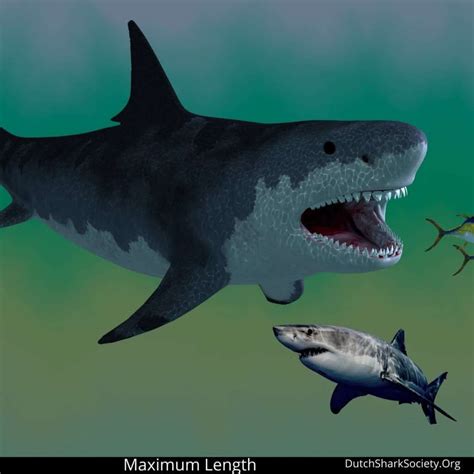 Megalodon Size Comparison To Great White