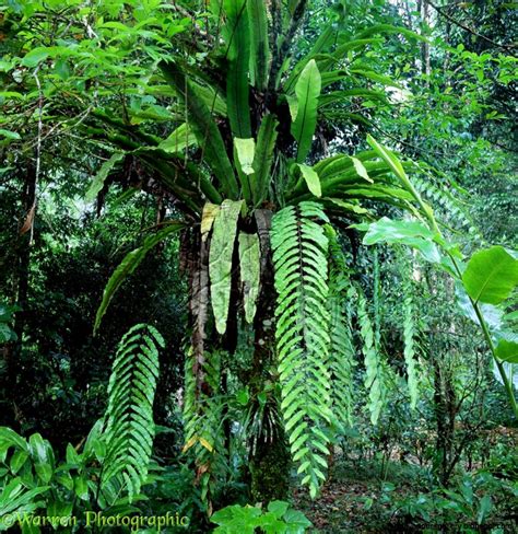 Rainforest Plants And Trees | Wallpapers Gallery