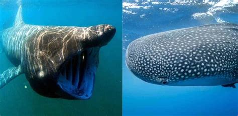 Basking Shark vs Whale Shark: Main Differences - Ocean Info