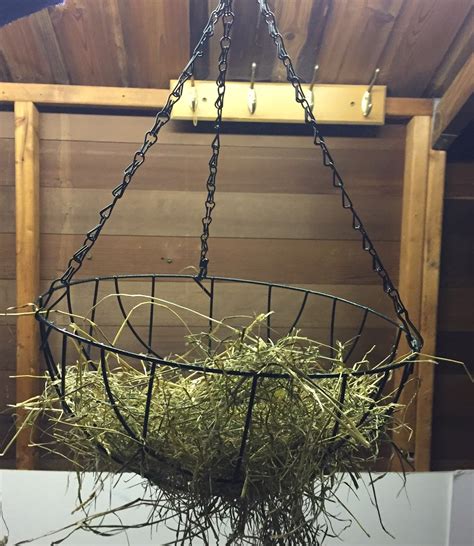 Brax The Guinea Pig: Hay rack Alternatives. DIY & Affordable.