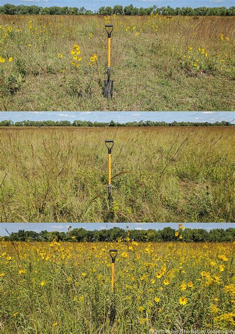 The Prairie Ecologist | Essays, photos, and discussion about prairie ...