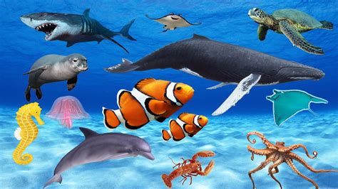 Learn Sea Animals Amazing | Sea Animals Names and sounds for Kids ...