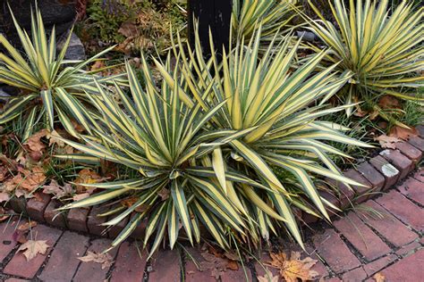 Color Guard Yucca (Yucca filamentosa 'Color Guard') in Inver Grove ...