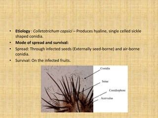 Diseases of Chilli | PPT