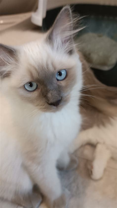 Ragdoll Cats For Sale | Vancouver, WA #461642 | Petzlover