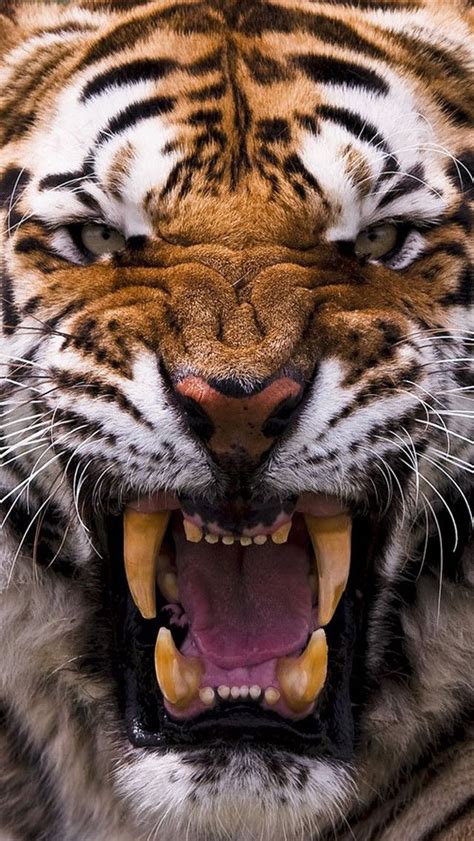 Tiger iPhone Wallpaper in 2021 | Wild animal wallpaper, Angry tiger, Tiger pictures