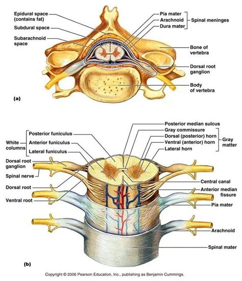 Spinal nerves | Spinal nerves anatomy, Nerve anatomy, Spinal cord anatomy