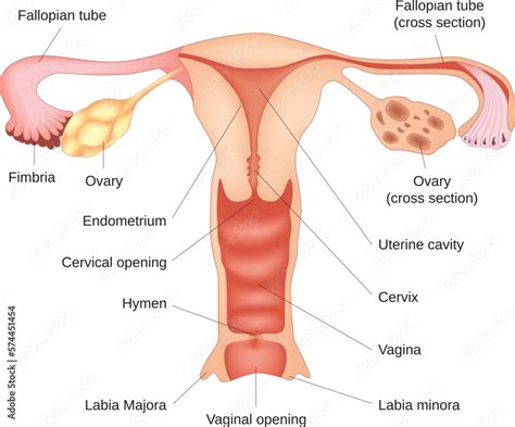 Vector illustration of female reproductive system diagram. Stock Vector | Adobe Stock