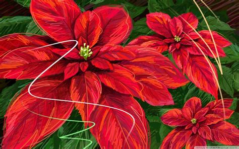 Christmas Poinsettia Wallpapers - Wallpaper Cave