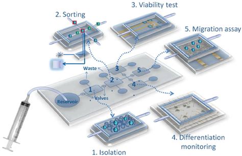 Example of a modular lab on a chip for stem cell studies. Several... | Download Scientific Diagram