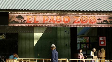 The El Paso Zoo Is Officially Open! Get To Know Their Big Cats