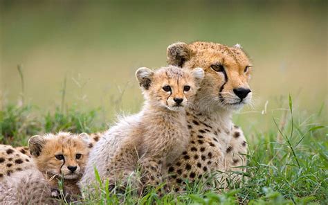 Free download | HD wallpaper: baby animals, mammals, cheetah | Wallpaper Flare