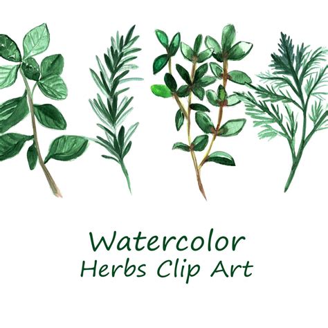 Watercolor Herbs Clip Art Herbs Clipart Watercolor Clipart | Etsy