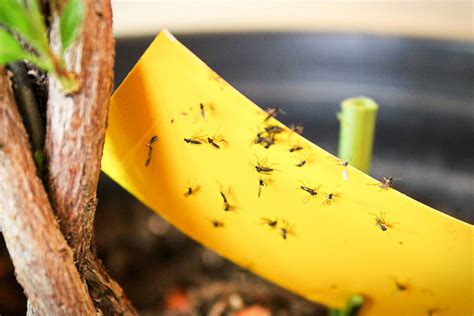 Understanding Fruit Flies vs. Gnats - My Pest Pros