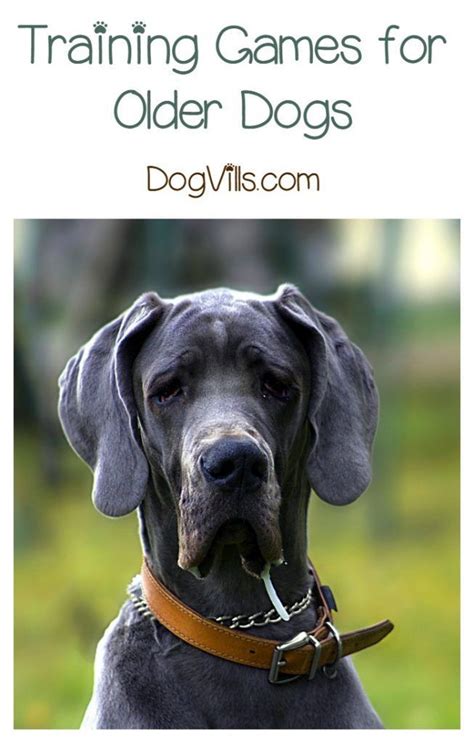 Fun Ways to Use Treats in Training Games for an Older Dog | Older dogs, Dog training, Large dog ...