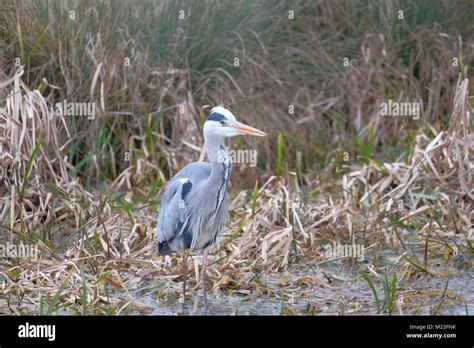 grey heron fishing Stock Photo - Alamy