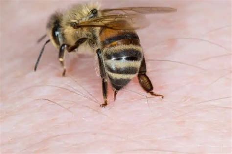 Can Bees Smell Fear? – WhatBugIsThat