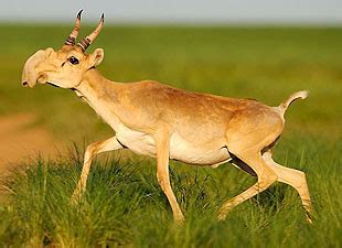 Chinese ‘Cooling Drinks’ May Contain Endangered Saiga Antelope Horns ...