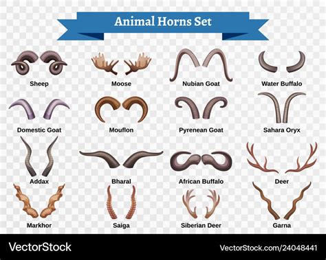 Different Types Of Animal Horns