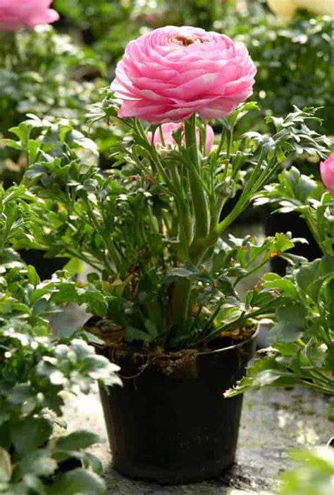 How To Grow Ranunculus Indoors - Paradox