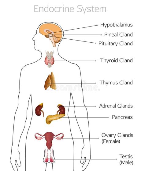 Endocrine System Image stock vector. Illustration of hormonal - 97048197