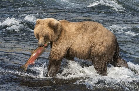 The bears watch over me when the salmon go upstream to catch and eat them – Way Daily