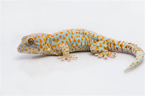 Tokay gecko (Gekko gecko) | Geckskin™