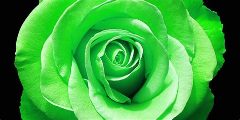 Green Rose Wallpapers, Pictures, Images