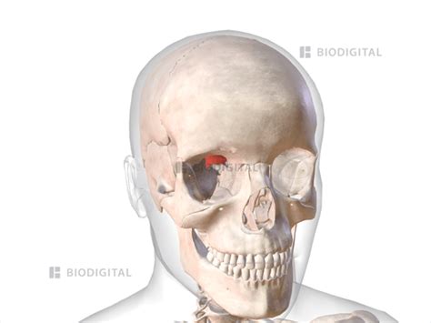 Right superior tarsal | BioDigital Anatomy