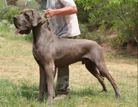 Is Great Dane A Mastiff